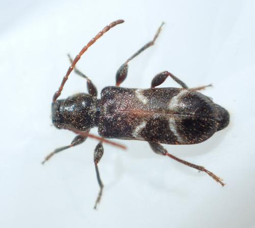 Réf. 203 800 : Poecilium alni